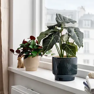 FEJKA/HONUNGSPALM set: plant pot + artificial potted plant