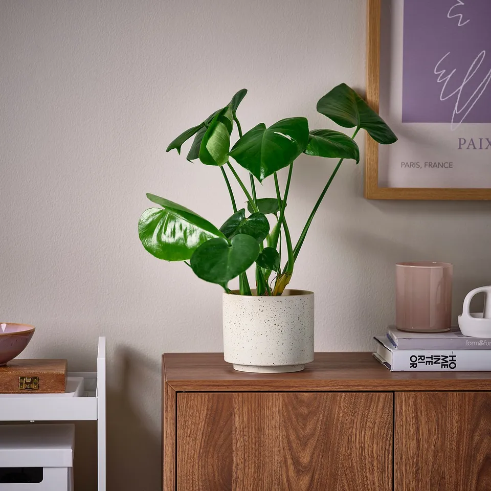 part: SANDKÖRSBÄR plant pot