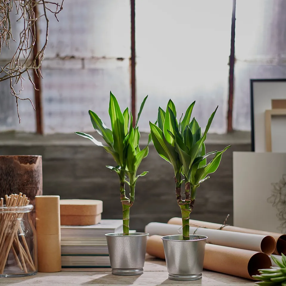 part: BINTJE plant pot