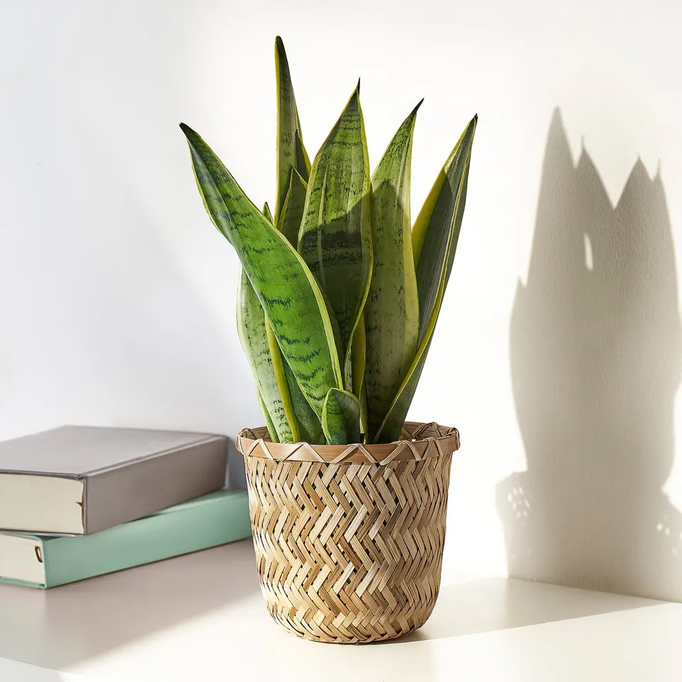 part: KLYNNON plant pot