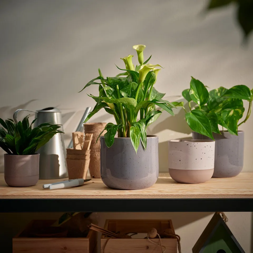 part: BUSKKAPRIFOL plant pot