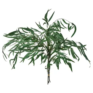 TORKA dried plants, bunch/green, Height 70 cm