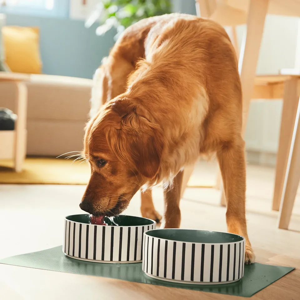 A golden retriever drinks from a black and white striped stoneware pet bowl, which is large and sits on a green mat on a wooden floor.