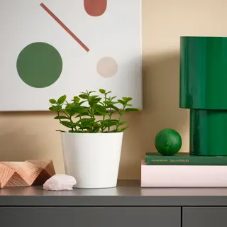 FEJKA/SOJABÖNA set: artificial potted plant