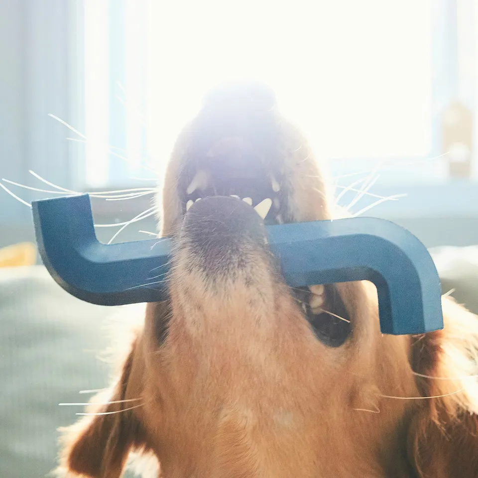 A dog playing with a blue, rubber allen key-shaped toy, chewing and fetching it indoors.