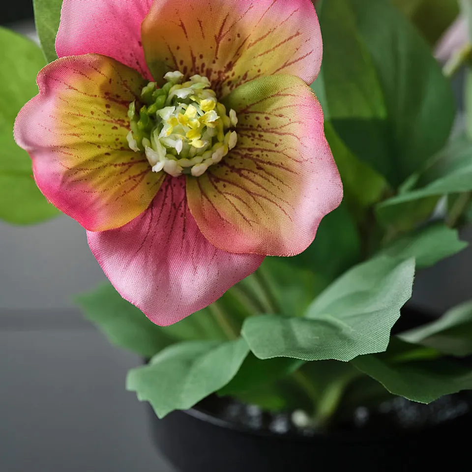 FEJKA Artificial potted plant, in/outdoor Christmas rose/pink, 9 cm