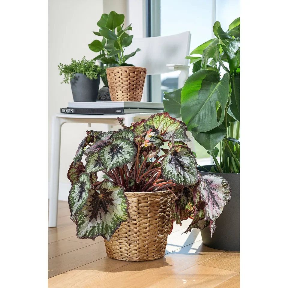 part: FRIDFULL plant pot