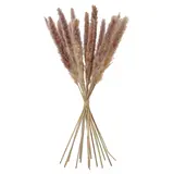 TORKA dried plants, bunch/reed, Height 70 cm