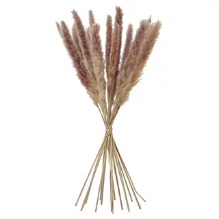 TORKA dried plants, bunch/reed, Height 70 cm