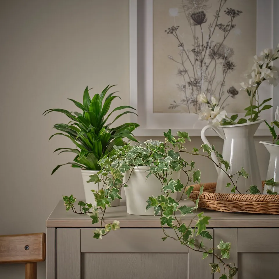 part: KÖRSBÄRSBJÖRK plant pot