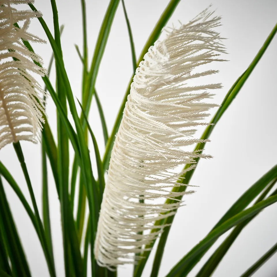 Close-up of tall grass flowers, bright green stalks and delicate white plumes standing upright.
