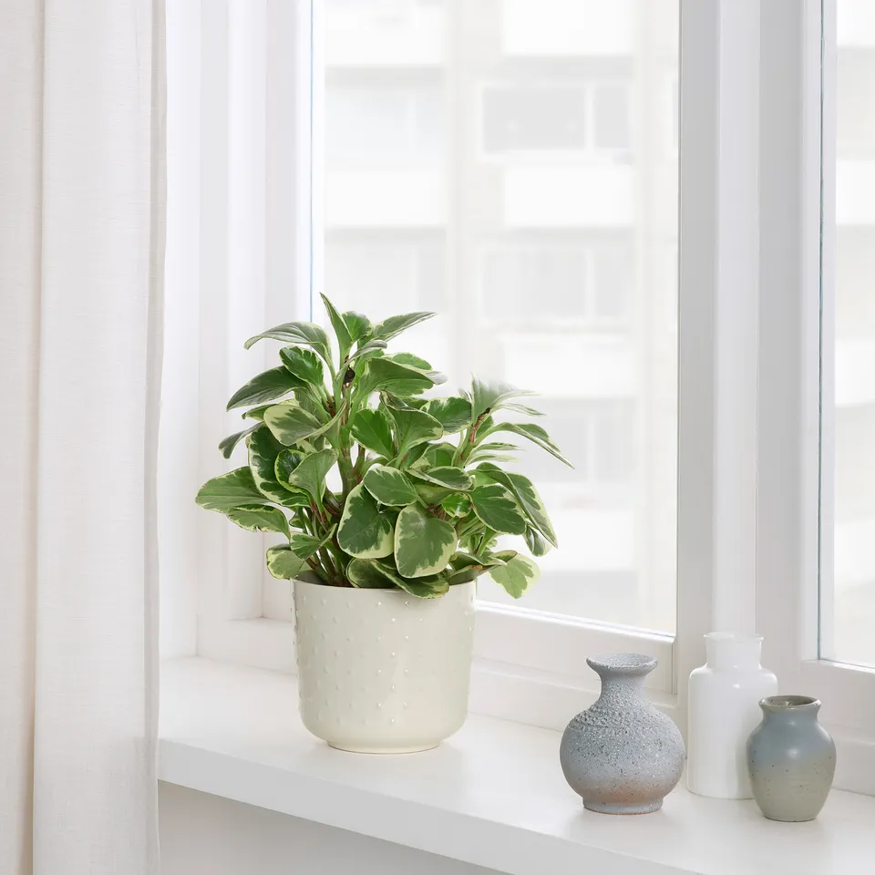 part: SESAMFRÖN plant pot