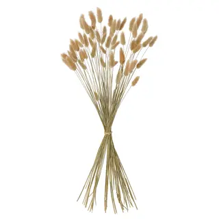 TORKA dried plants, bunch/natural, Height 60 cm