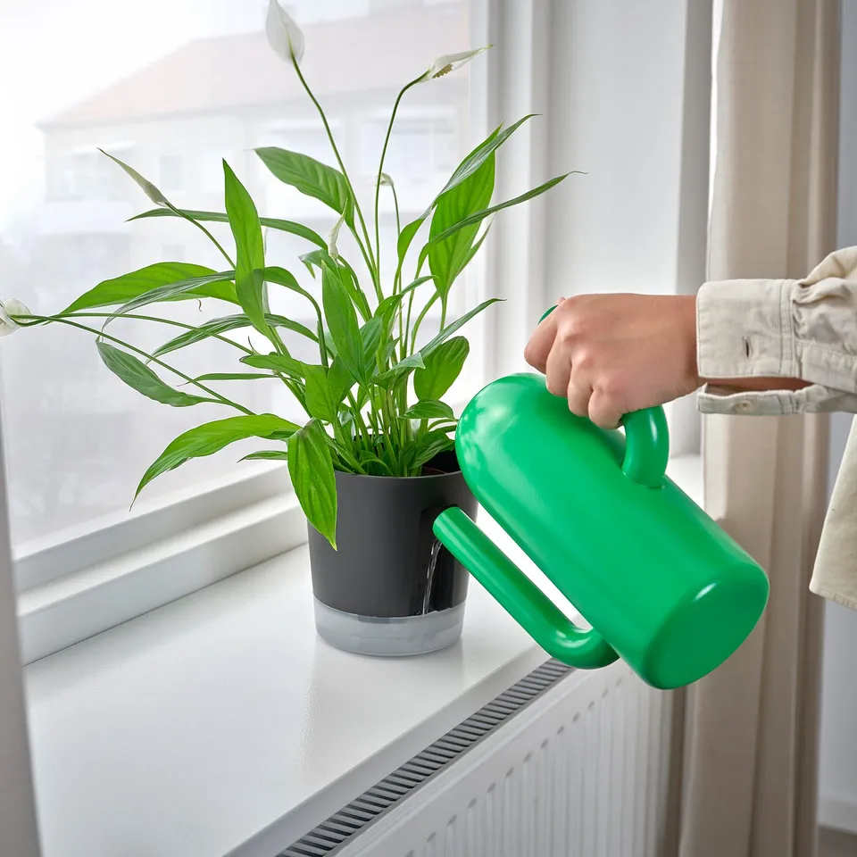 Watering green potted plant near window.