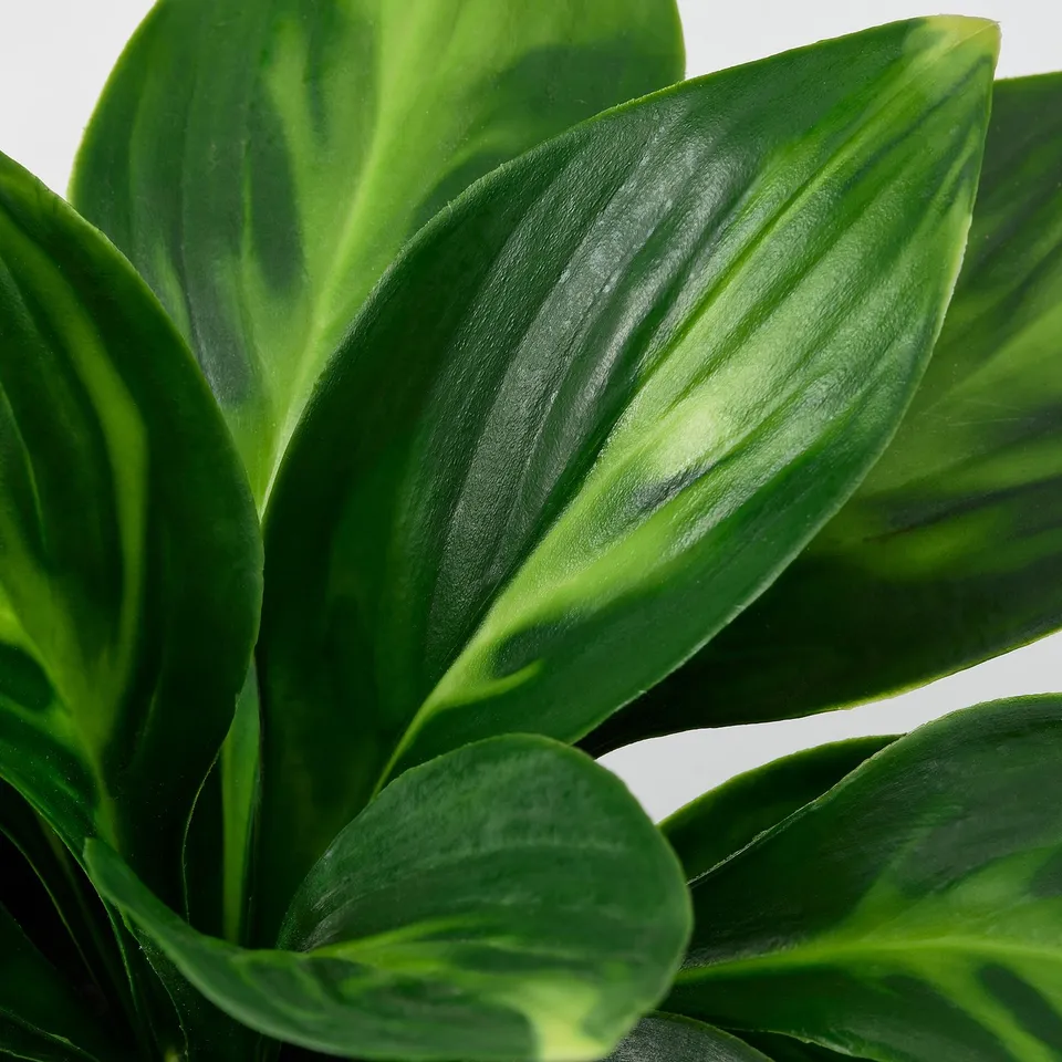 FEJKA Artificial potted plant, in/outdoor/plantain lily, 9 cm