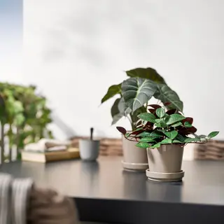 FEJKA/KLOTLÖNN set: artificial potted plant + plant pot with saucer