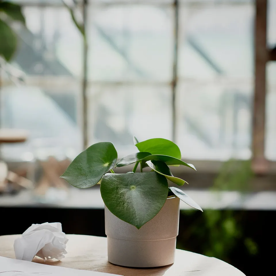 part: NYPON plant pot