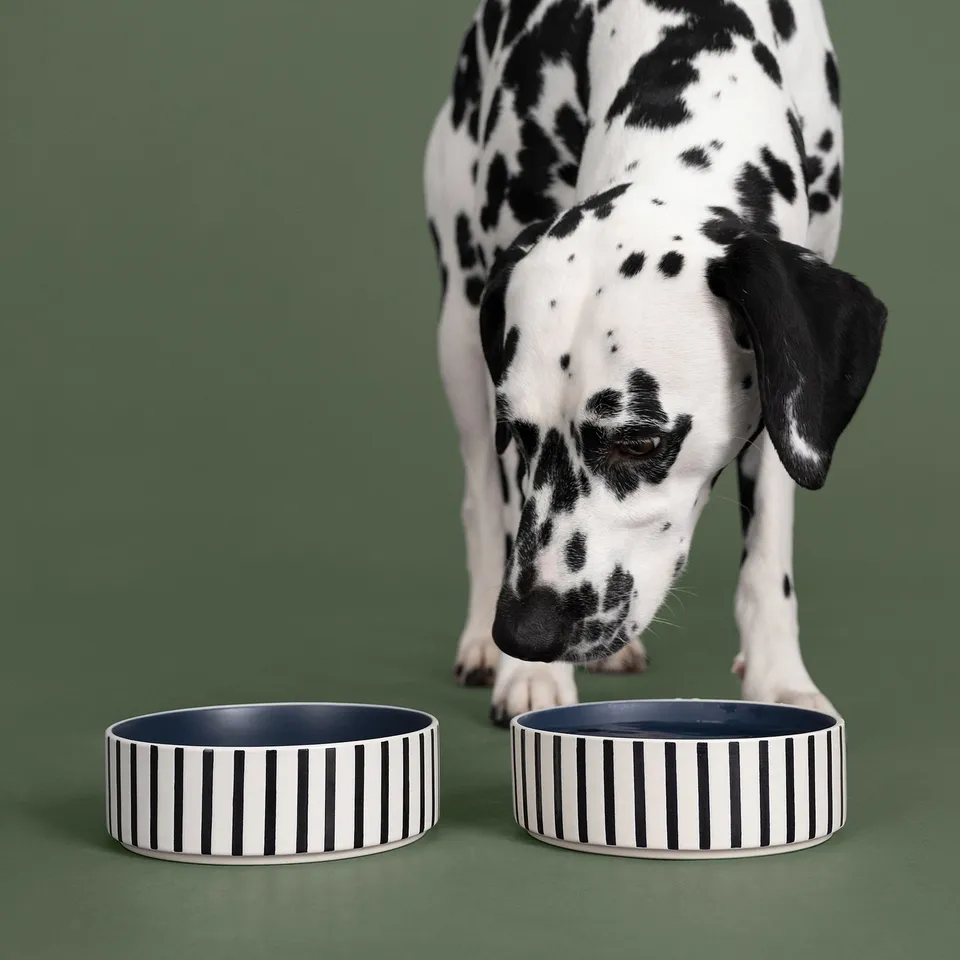 A dalmatian puppy is eating from striped bowls on a green background. These durable, dishwasher-safe bowls blend with home decor.