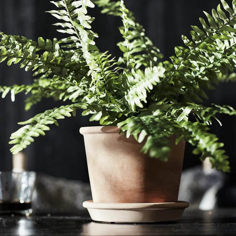 part: MUSKOTBLOMMA plant pot with saucer