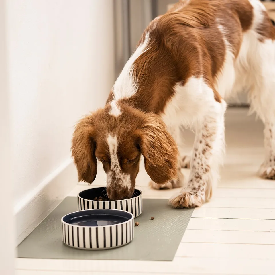 A dog eating from two UTSÅDD bowls, dark stripes, stoneware, square design, paired with a green mat.