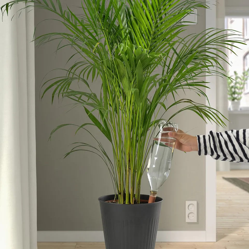 Potted water palm near window with clear waterer.