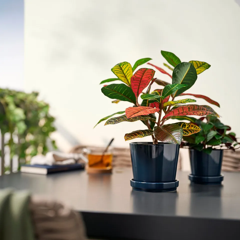 Two potted FEJKA plants with vibrant red and green leaves on desk, near cup and books.