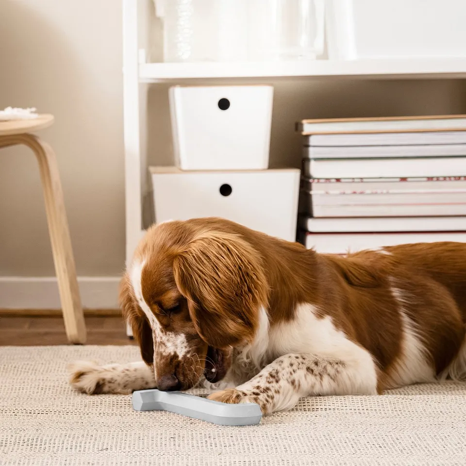 Dog on TIPHEDE rug chewing toy near bookshelf.