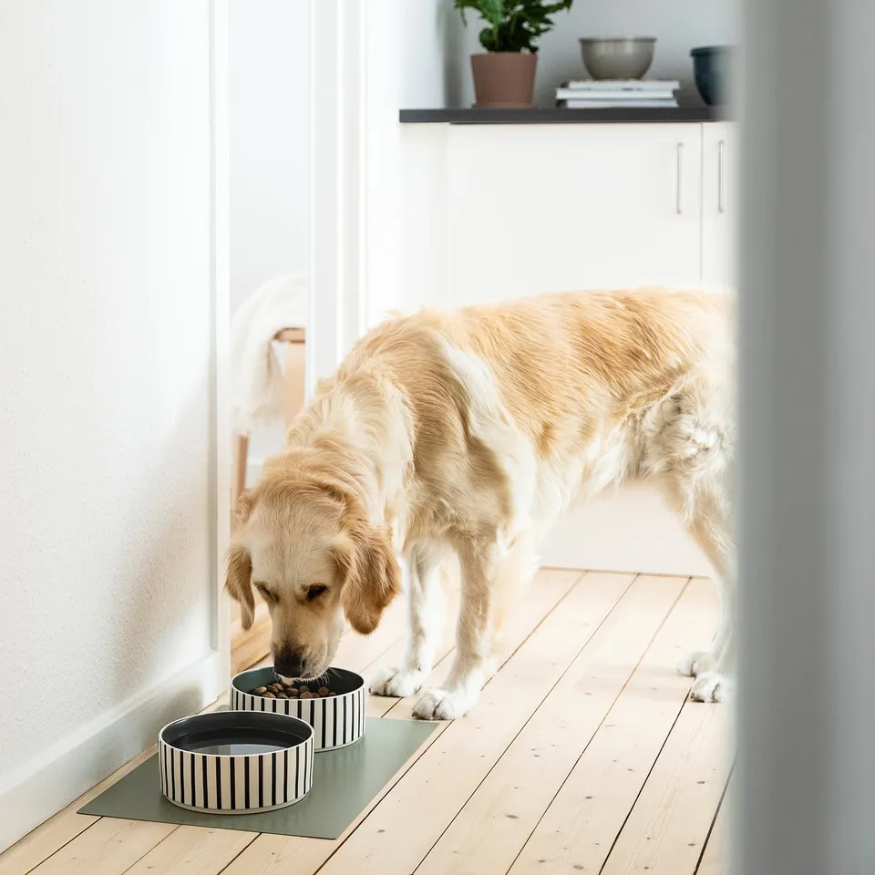 Golden retriever eating from a green UTSÅDD bowl on wooden floor, near white cabinet with plant.