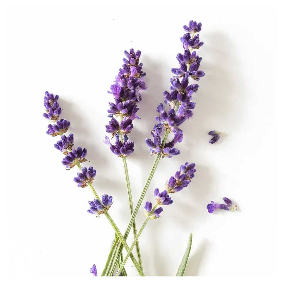 Purple lavender floral stems on white background.