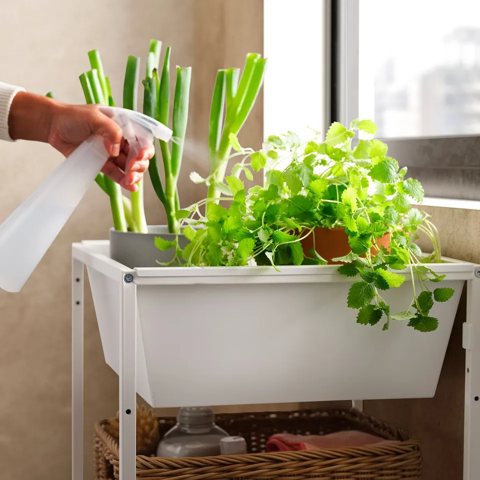 Person waters fresh herbs in white JOSTEIN planter near window.