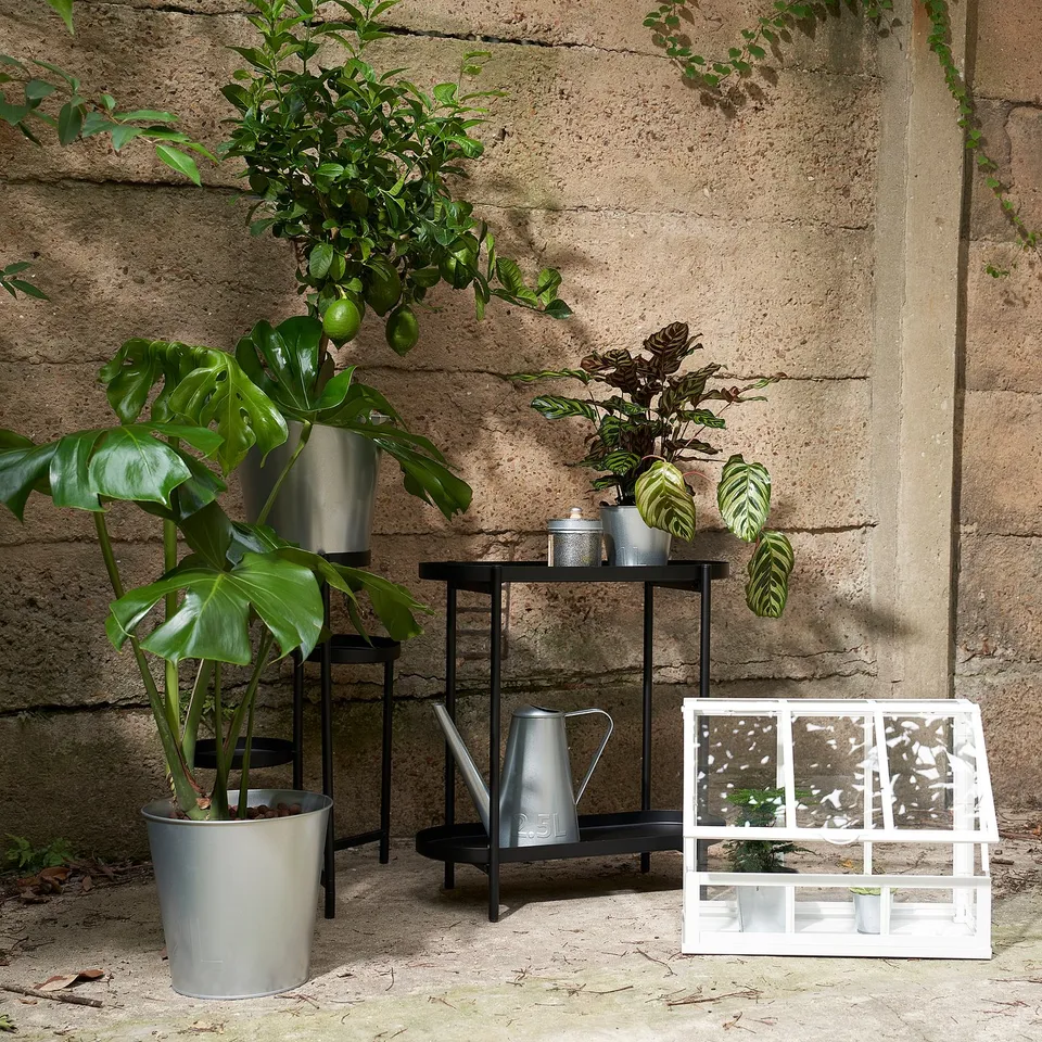 Potted plants against stone wall, silver ÅKERBÄR watering can, wooden crate, black stand with greenery.