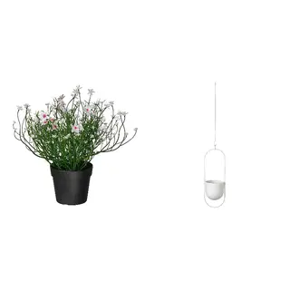 CHILISTRÅN/FEJKA