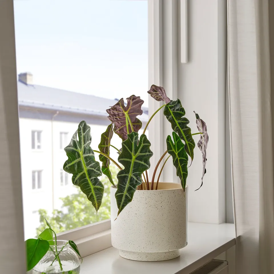 part: SANDKÖRSBÄR plant pot