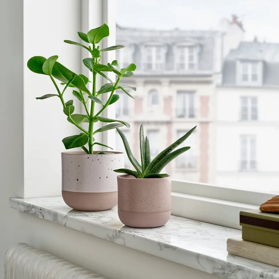 part: BUSKKAPRIFOL plant pot