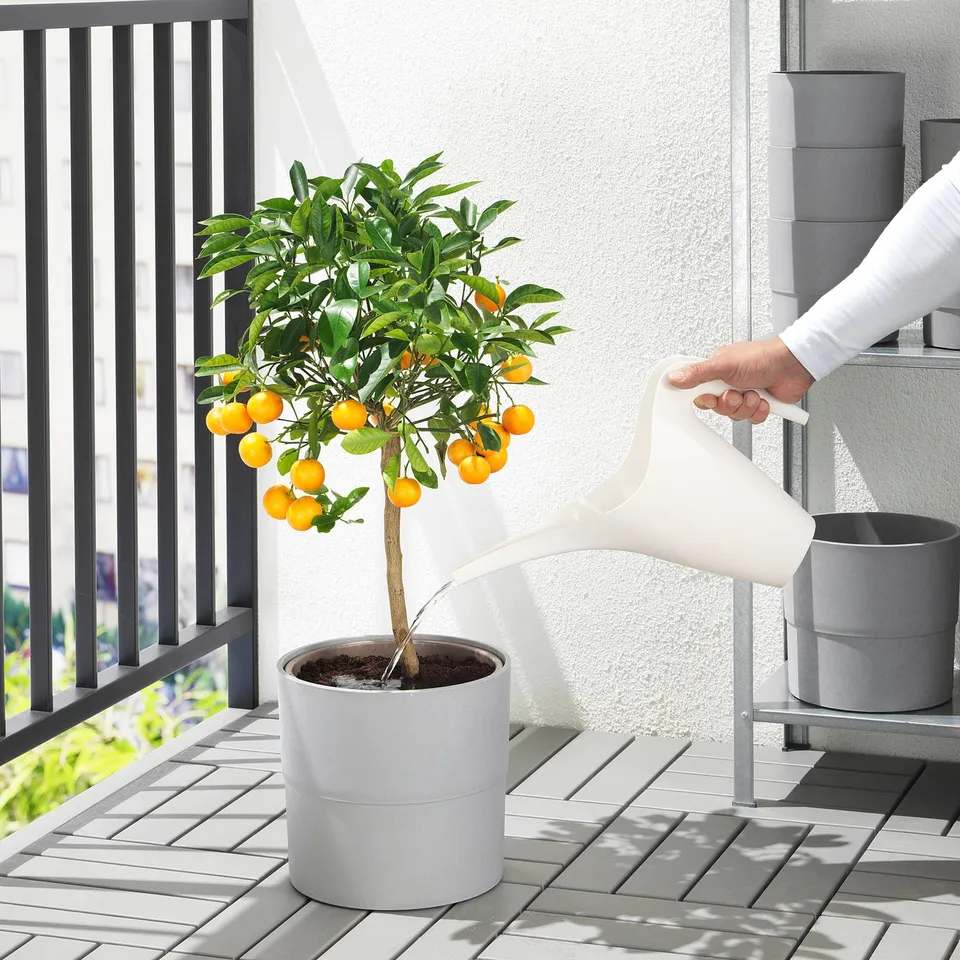 Balcony scene: person waters potted plant with oranges, using an IKEA can. Grey pot, tiled floor, black railing.
