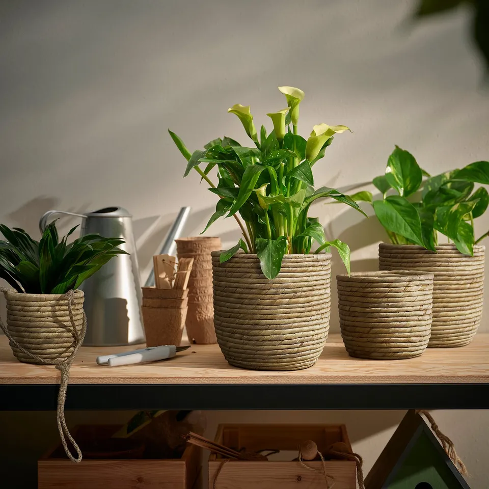 Beige pots with plants on wood shelf, can.