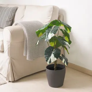 FEJKA/PERSILLADE set: artificial potted plant + plant pot