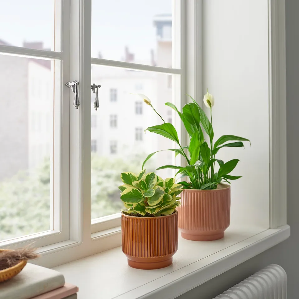 part: HONUNGSPALM plant pot