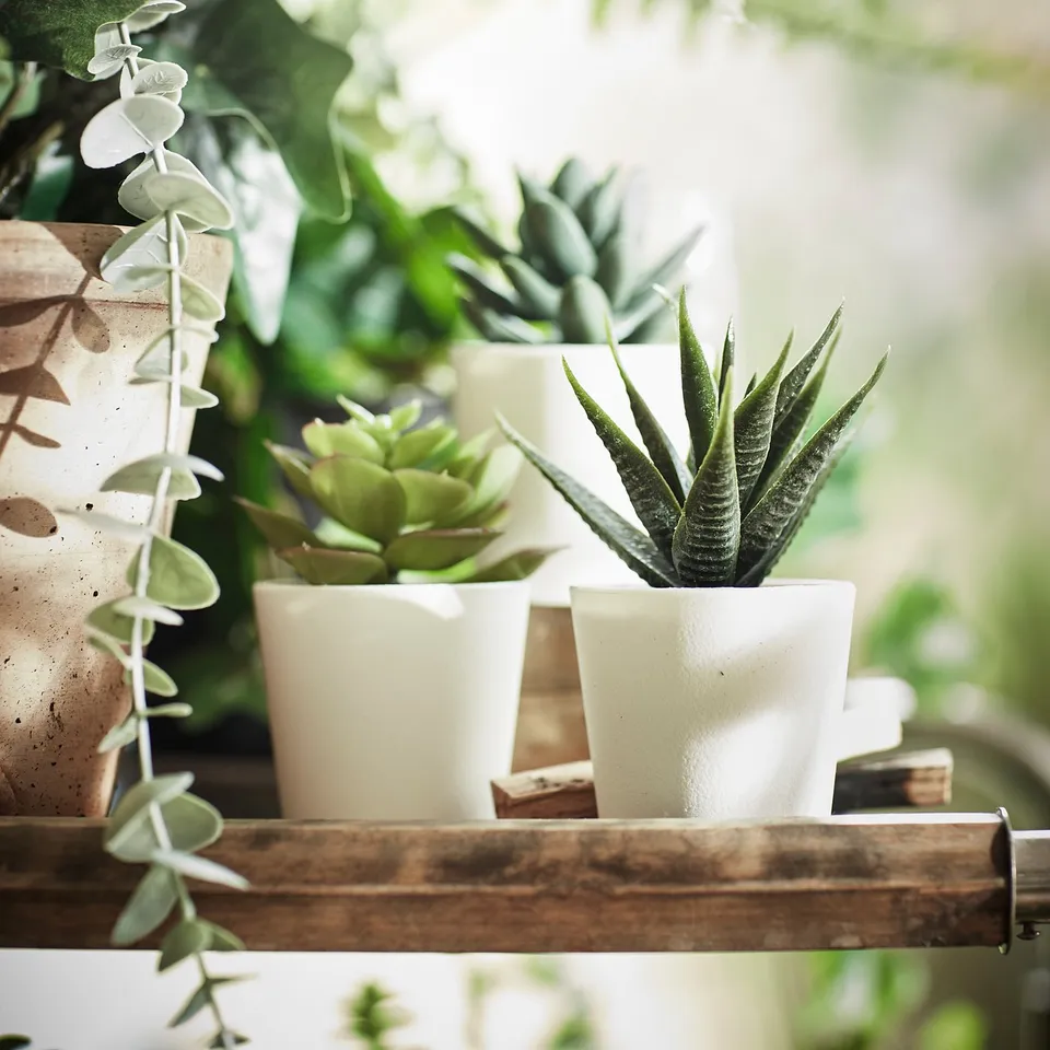 Three potted plants on a wooden shelf, including a green aloe and succulents in white planters.