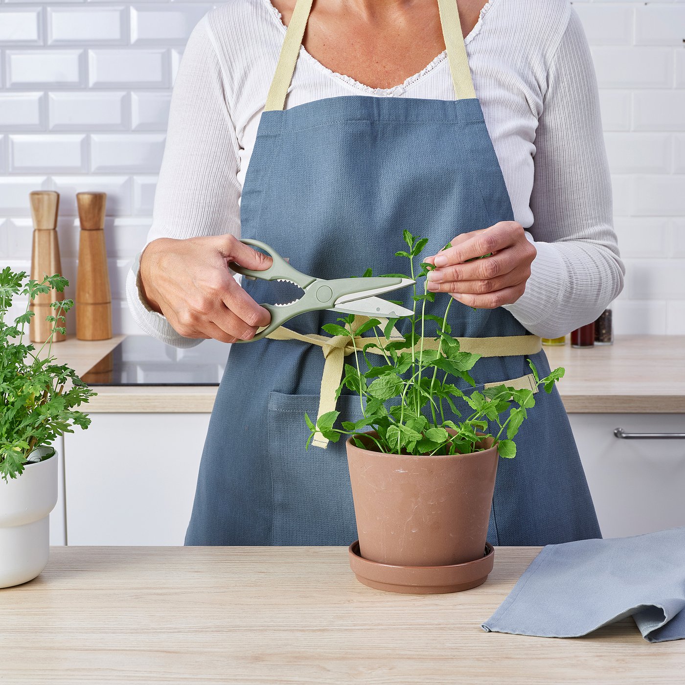 Trimming plant with scissors in kitchen.