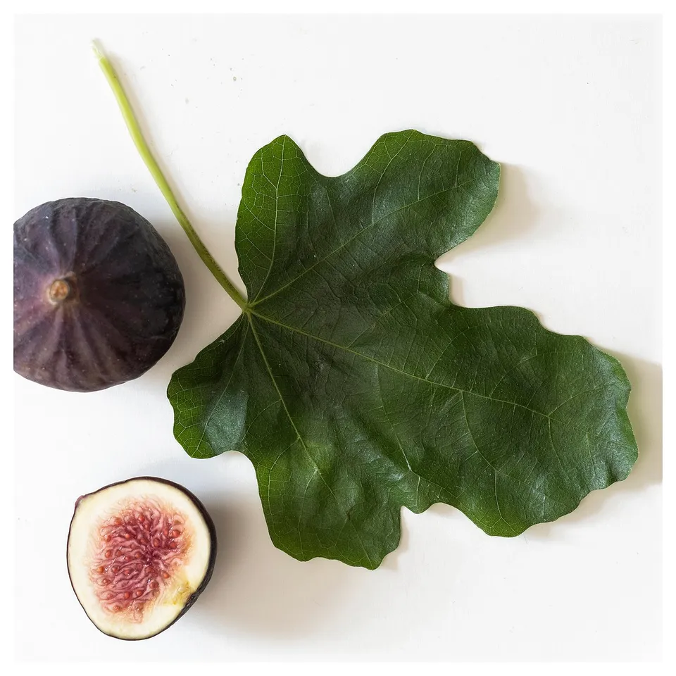 Fig half, whole purple fig, large green leaf on white.