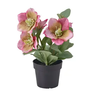 FEJKA artificial potted plant, in/outdoor Christmas rose/pink, 9 cm