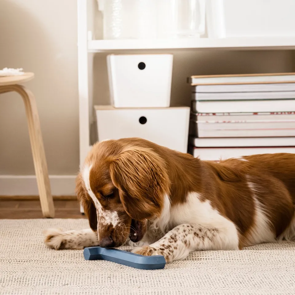 Dog playing with blue UTSÅDD allen key toy on rug