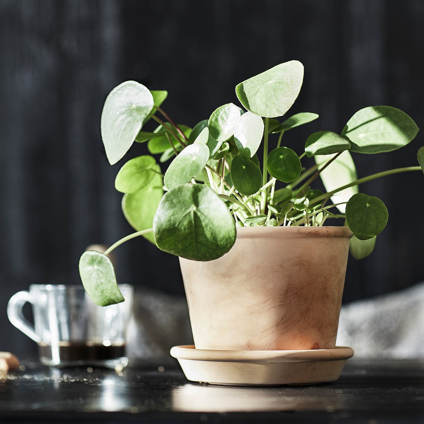 part: MUSKOTBLOMMA plant pot with saucer