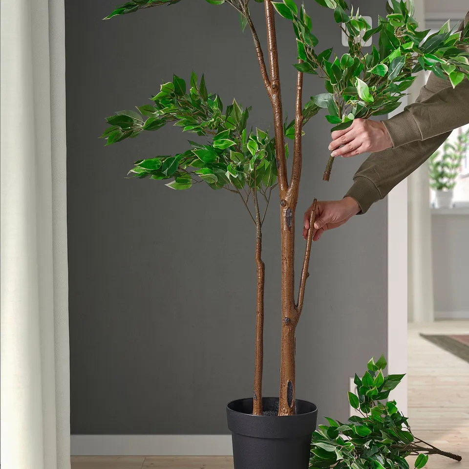 Trimming FEJKA plant.