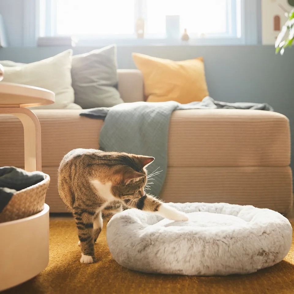 Cat approaching cushioned circular pet bed near beige sofa.