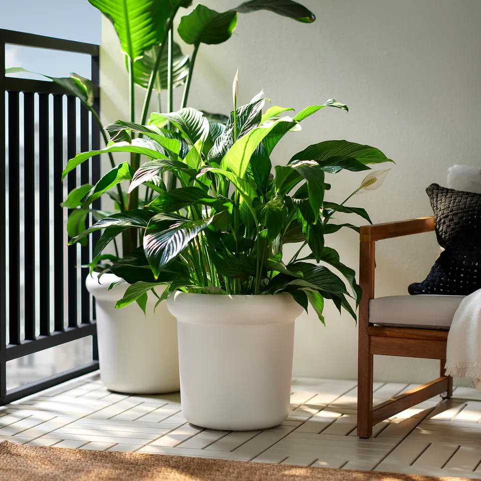part: MÅBÄRSBUSKE plant pot