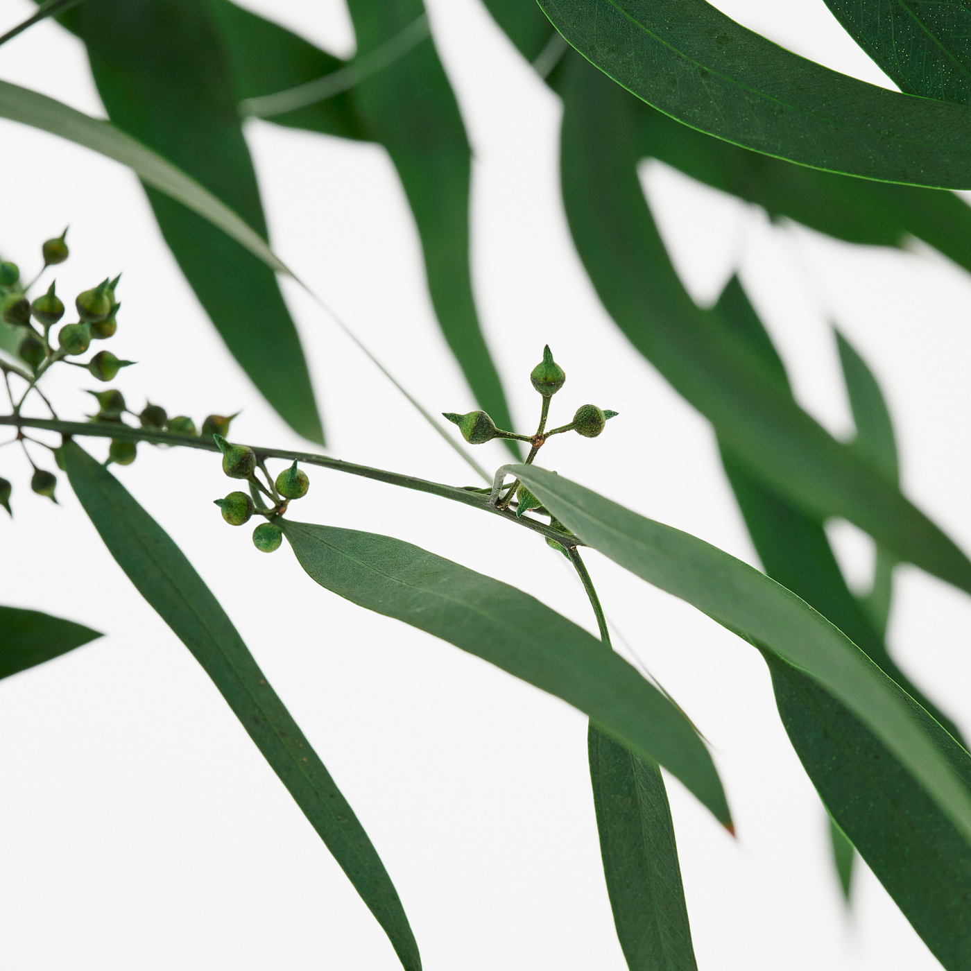 part: TORKA dried plants