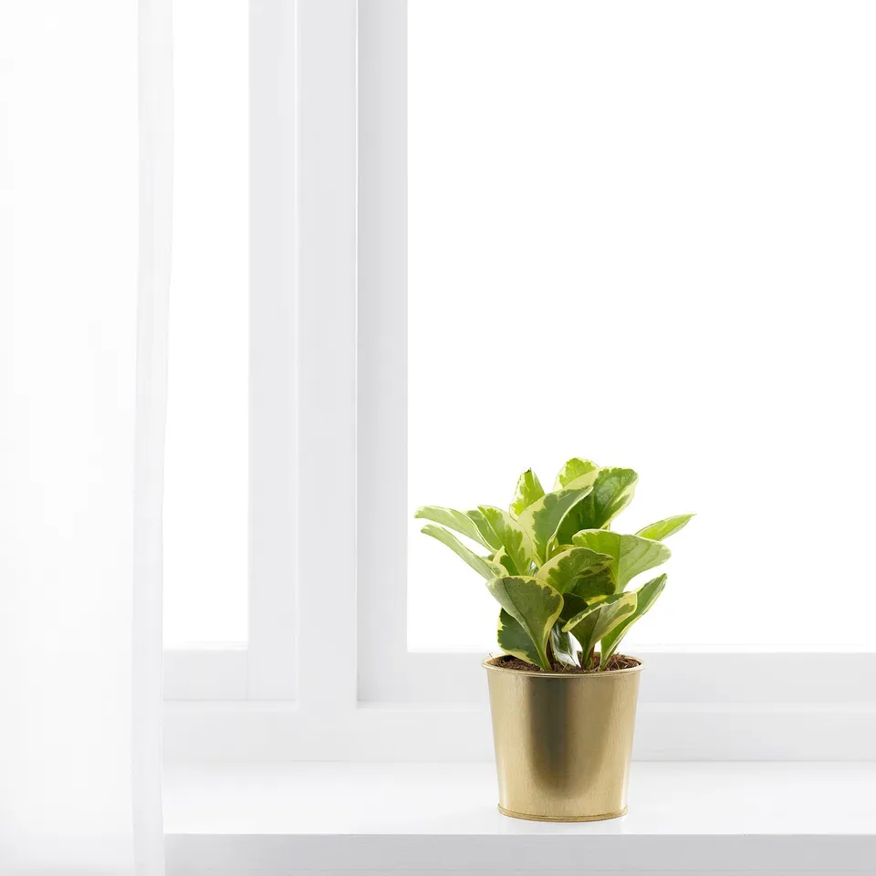 part: DAIDAI plant pot