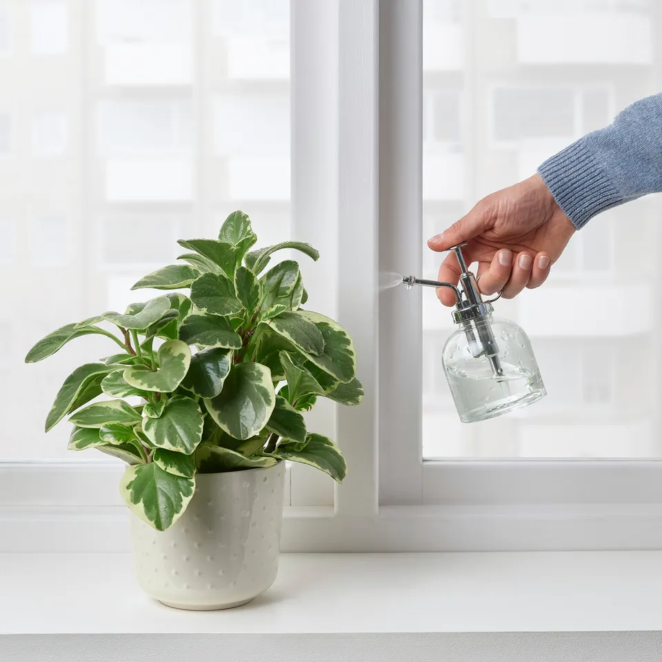 part: SESAMFRÖN plant mister
